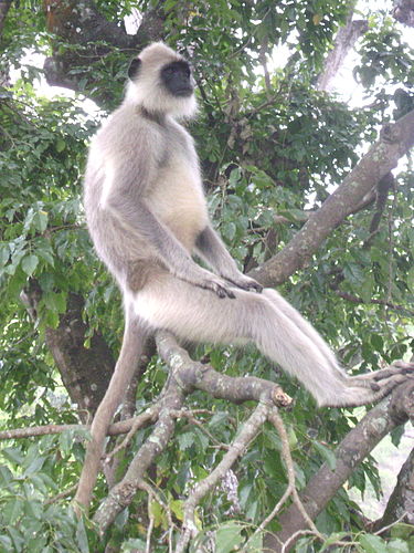 Gray langur